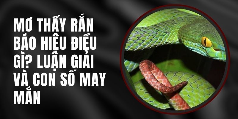 Nằm Mơ Thấy Rắn Đánh Số Gì, Luận Giải Thế Nào?